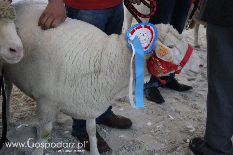 XXVI Krajowa Wystawa Zwierząt Hodowlanych - sobota i niedziela