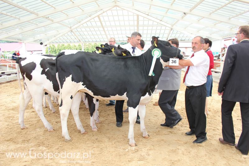 Wystawa bydła Sielinko 2011