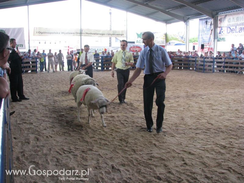 Owce- Szepietowo 2012 XIX Regionalna Wystawa Zwierząt Hodowlanych