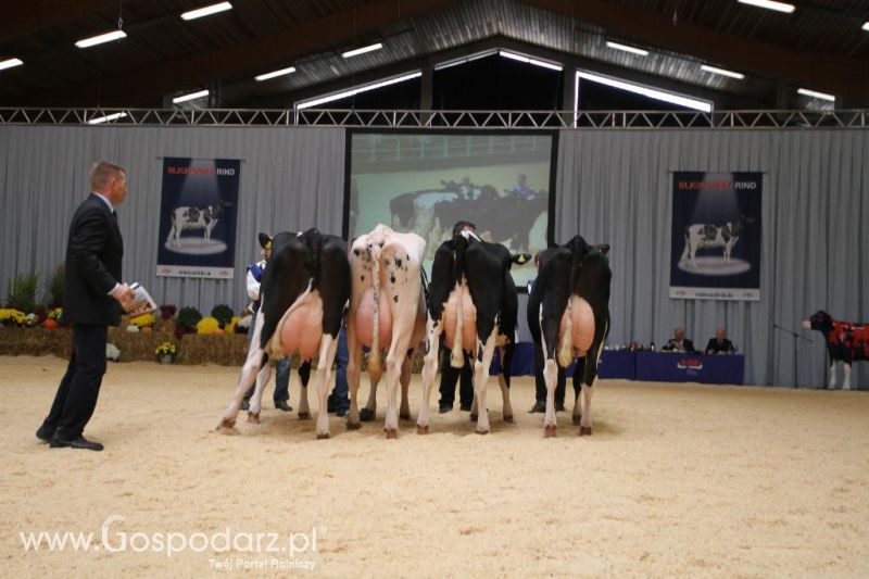 Wystawa  Blickpunkt Rind 2013 w miejscowości Paaren/Glien (Niemcy)