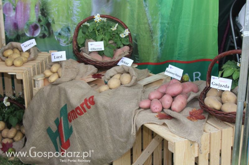 XIX Krajowe Dni Ziemniaka w Marszewie