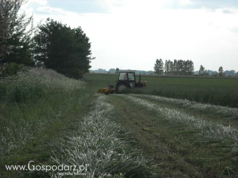 pierwsze sianokosy w roli głownej ursus c330M...