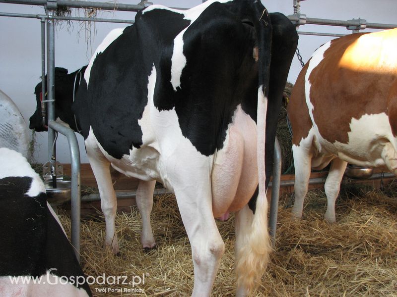 Bydło mleczne na XXV Krajowej Wystawie Zwierząt Hodowlanych