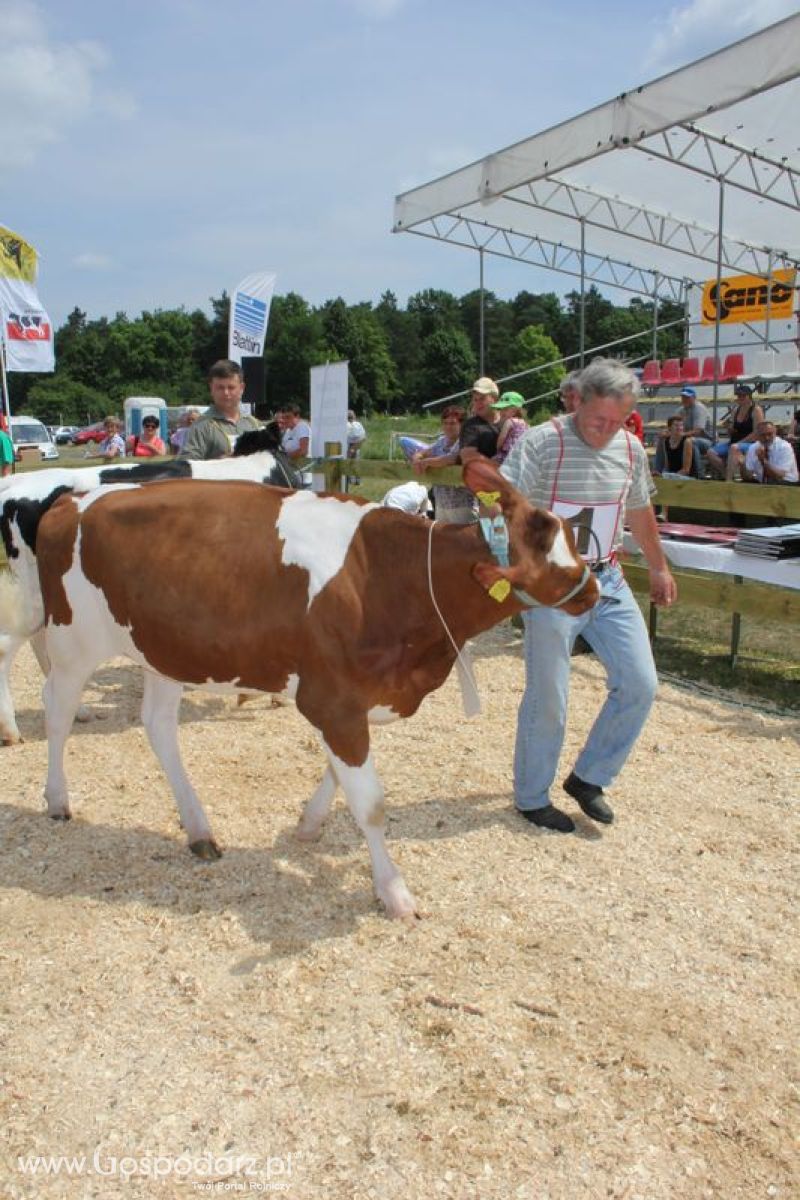 Superchampioni i championi Śląskiej Wystawy Bydła Mlecznego Opolagra 2011