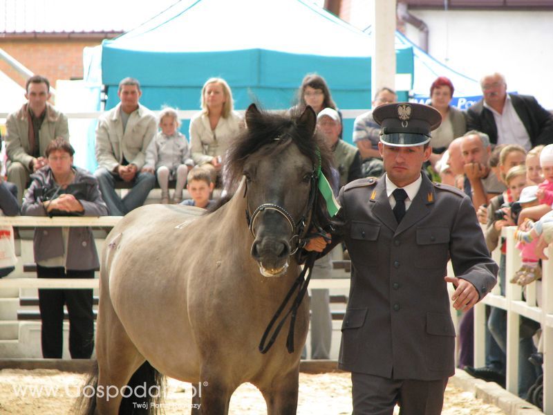 Wystawa Koni Sielinko 2011