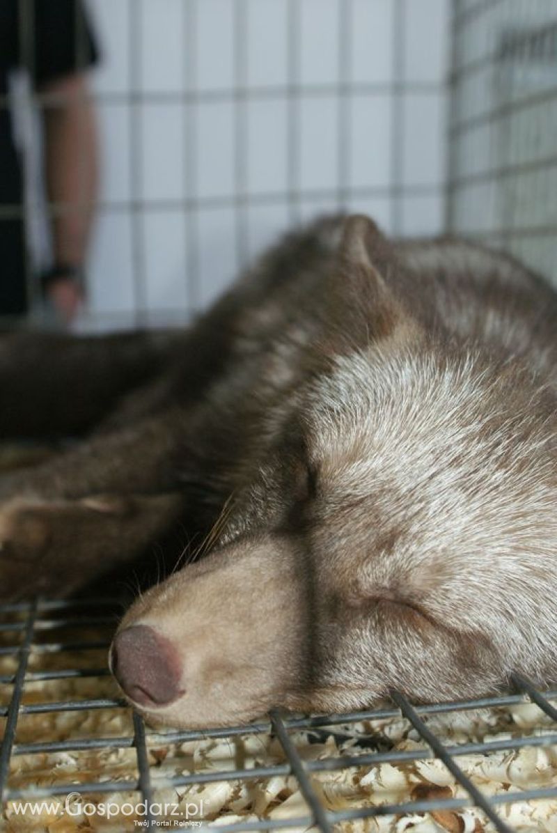 Króliki, nutrie, lisy, norki i inne futerkowe zwierzęta na XXV KWZH