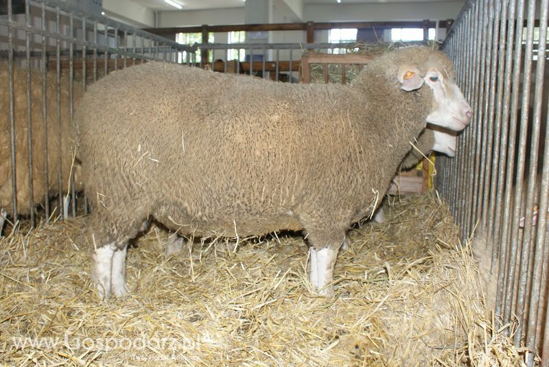 Owce i kozy na XXV Krajowej Wystawie Zwierząt Hodowlanych