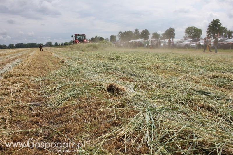 Pokazy polowe Romanów k/Krotoszyna