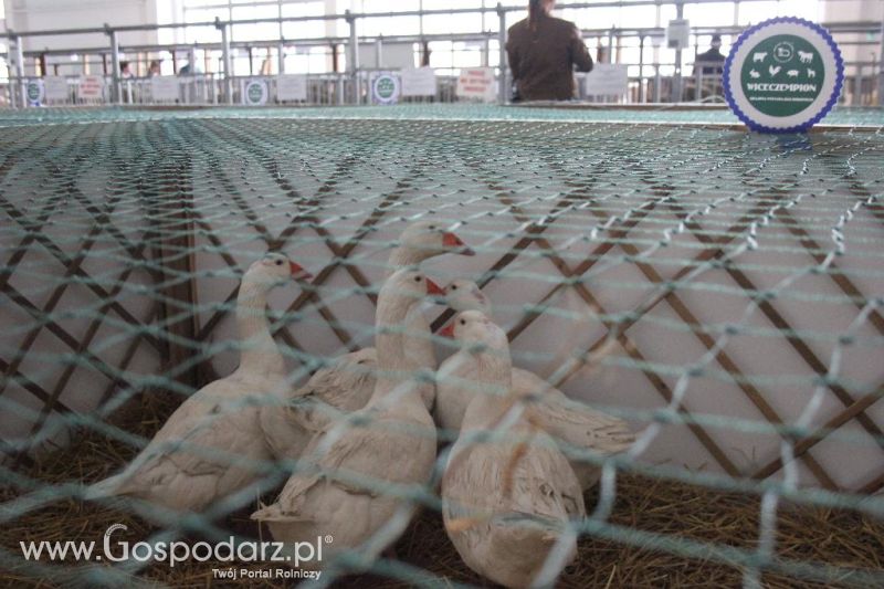 XXVI Krajowa Wystawa Zwierząt Hodowlanych - sobota i niedziela