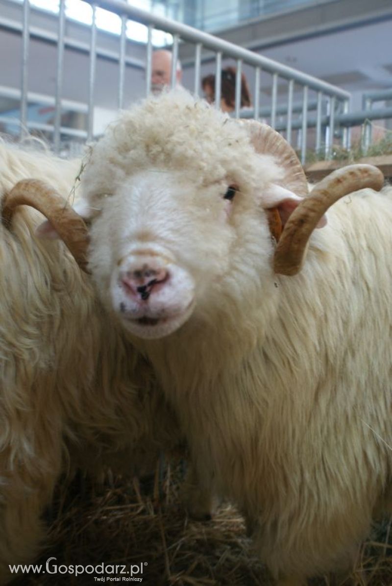 Owce i kozy na XXV Krajowej Wystawie Zwierząt Hodowlanych