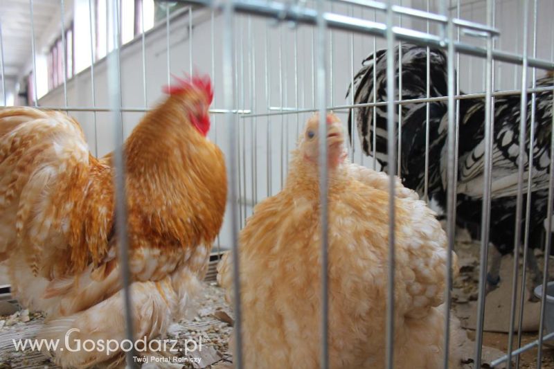 Regionalna Wystawa Zwierząt Hodowlanych i Dni z Doradztwem Rolniczym w Szepietowie-niedziela