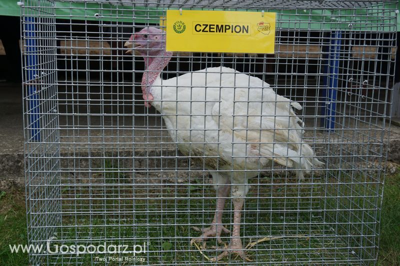 Wystawa zwierząt w Szepietowie