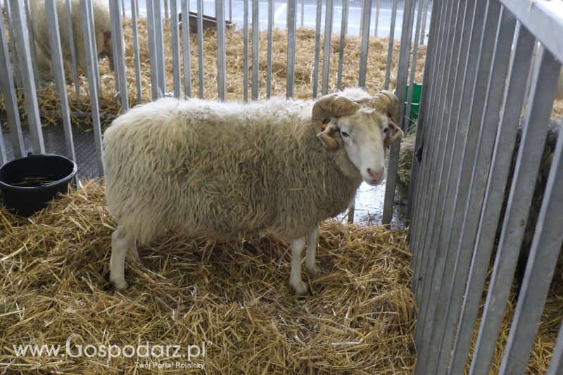 Krajowa Wystawa Zwierząt Hodowlanych w Poznaniu 2017 (niedziela, 7 maja)