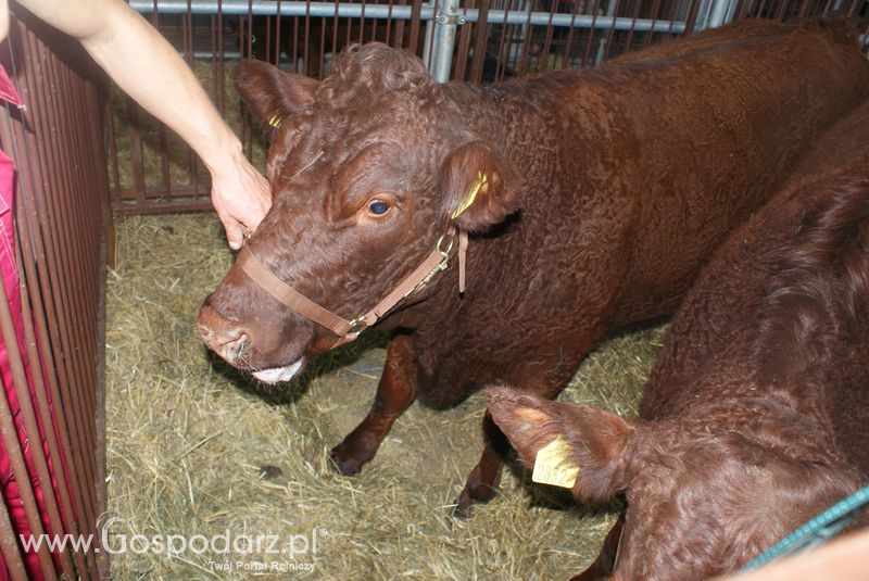 Bydło mięsne na XXV Krajowej Wystawie Zwierząt Hodowlanych