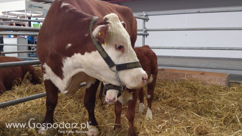 KWZH 2015. Bliskie spotkania ze zwierzętami hodowlanymi