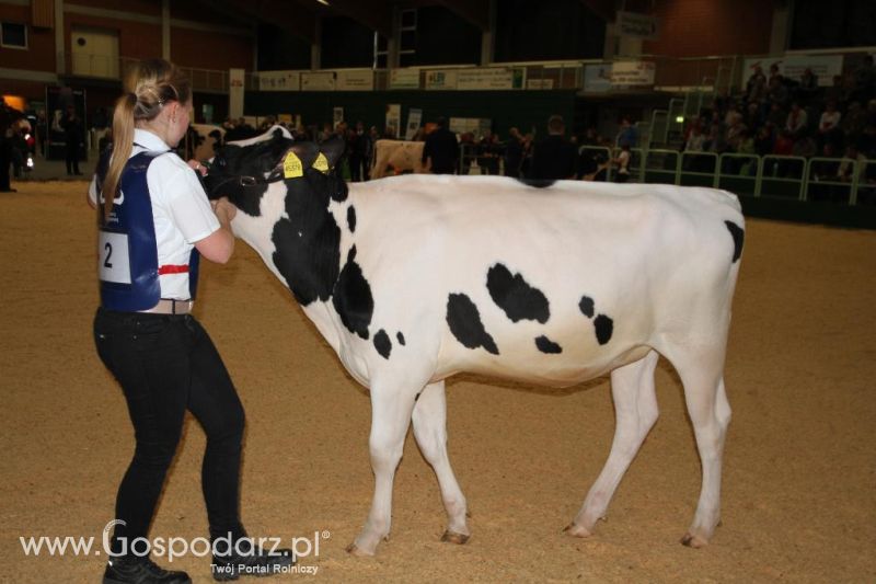 Wystawa  Blickpunkt Rind 2013 w miejscowości Paaren/Glien (Niemcy)