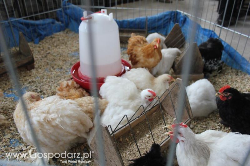 Regionalna Wystawa Zwierząt Hodowlanych i Dni z Doradztwem Rolniczym w Szepietowie-niedziela