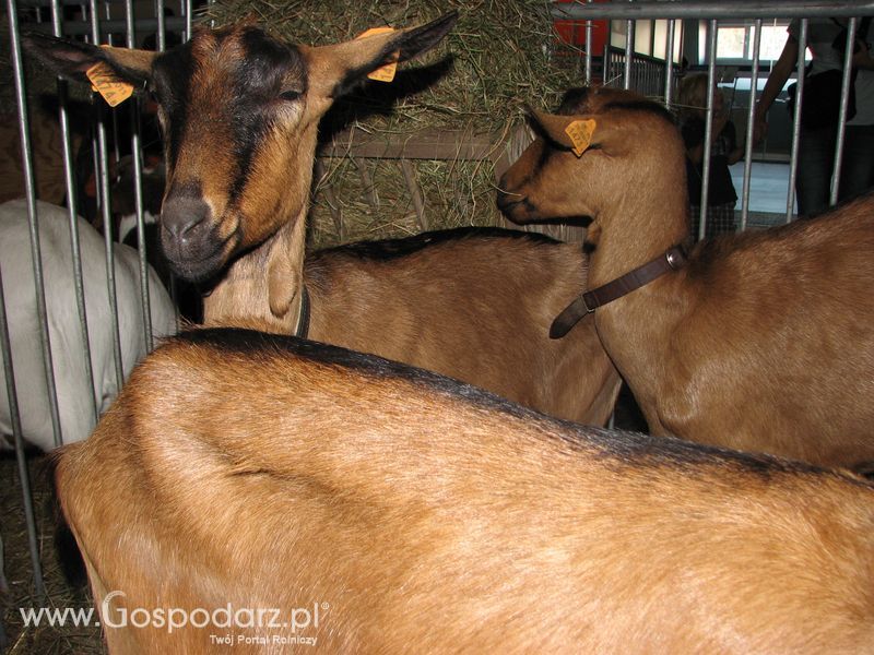 Owce i kozy na XXV Krajowej Wystawie Zwierząt Hodowlanych