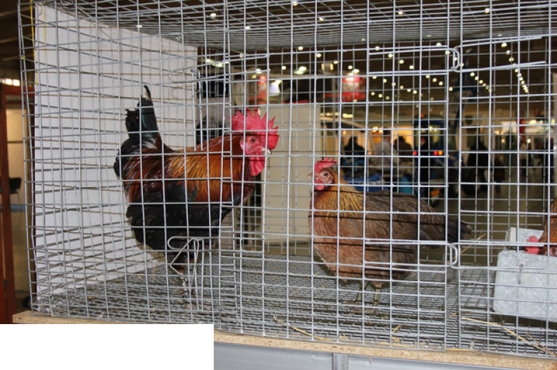 Międzynarodowe Targi Hodowli Zwierząt FARMA