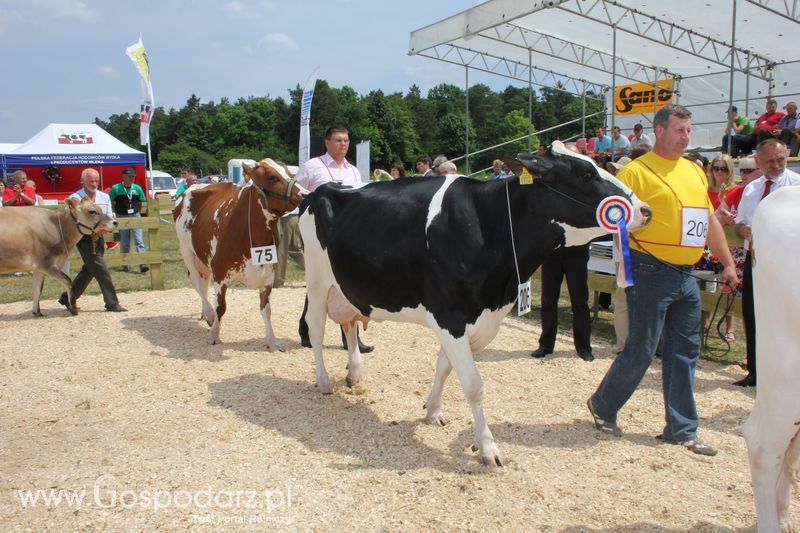Superchampioni i championi Śląskiej Wystawy Bydła Mlecznego Opolagra 2011