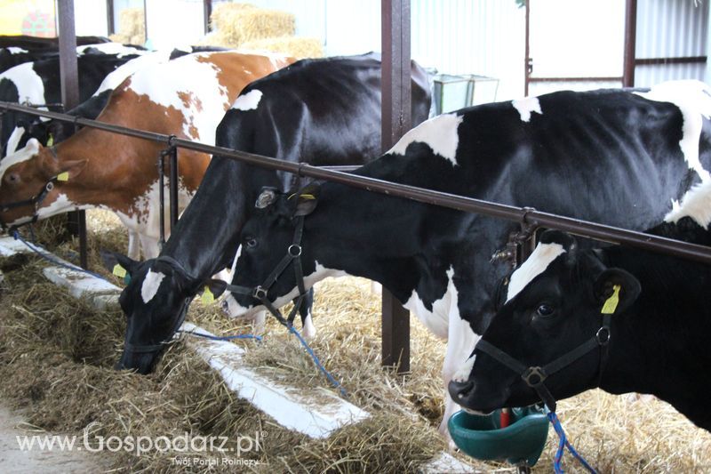 XVIII Regionalna Wystawa Zwierząt Hodowlanych w Szepietowie - przygotowania