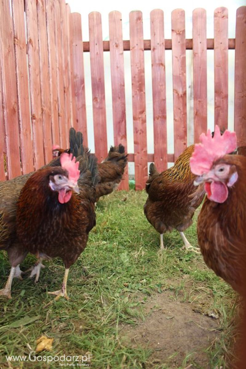 Konferencja Naukowo-Techniczna pt. Innowacyjność w produkcji zwierzęcej - oczekiwania czy konieczność dzień drugi