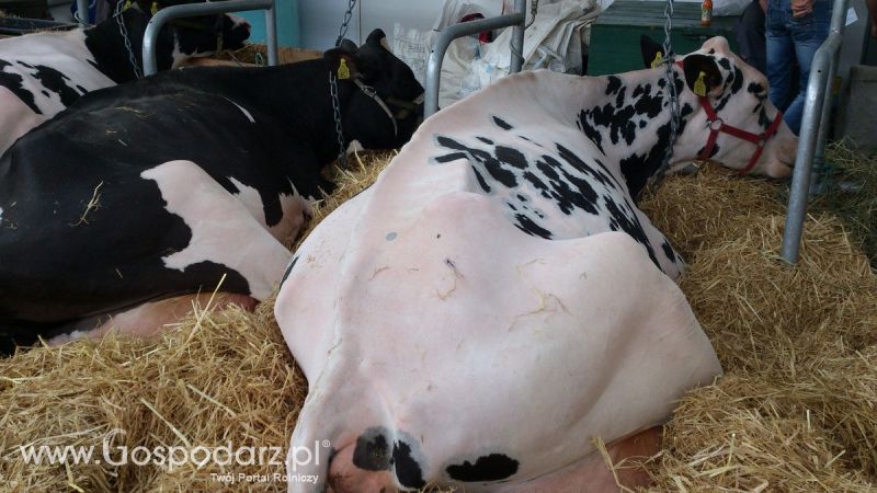 KWZH 2015. Bliskie spotkania ze zwierzętami hodowlanymi