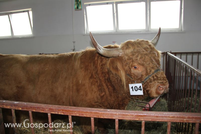 I Krajowa Wystawa Bydła Mięsnego w Sielinku - niedziela