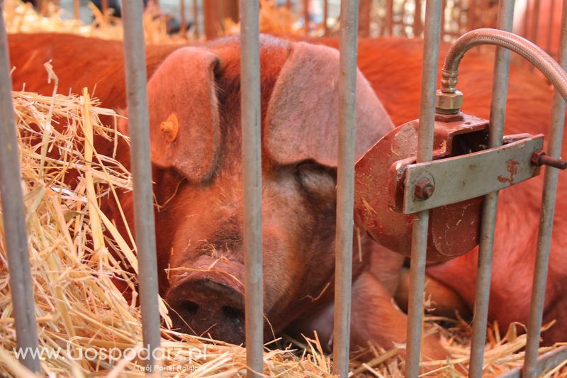  XX Targi Rolnicze Lubniewice