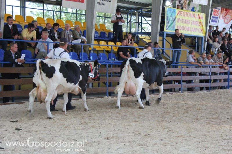 Bydło - Szepietowo 2012 XIX Regionalna Wystawa Zwierząt Hodowlanych