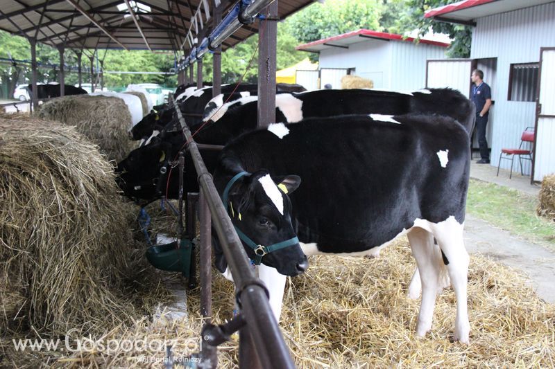XVIII Regionalna Wystawa Zwierząt Hodowlanych w Szepietowie - przygotowania