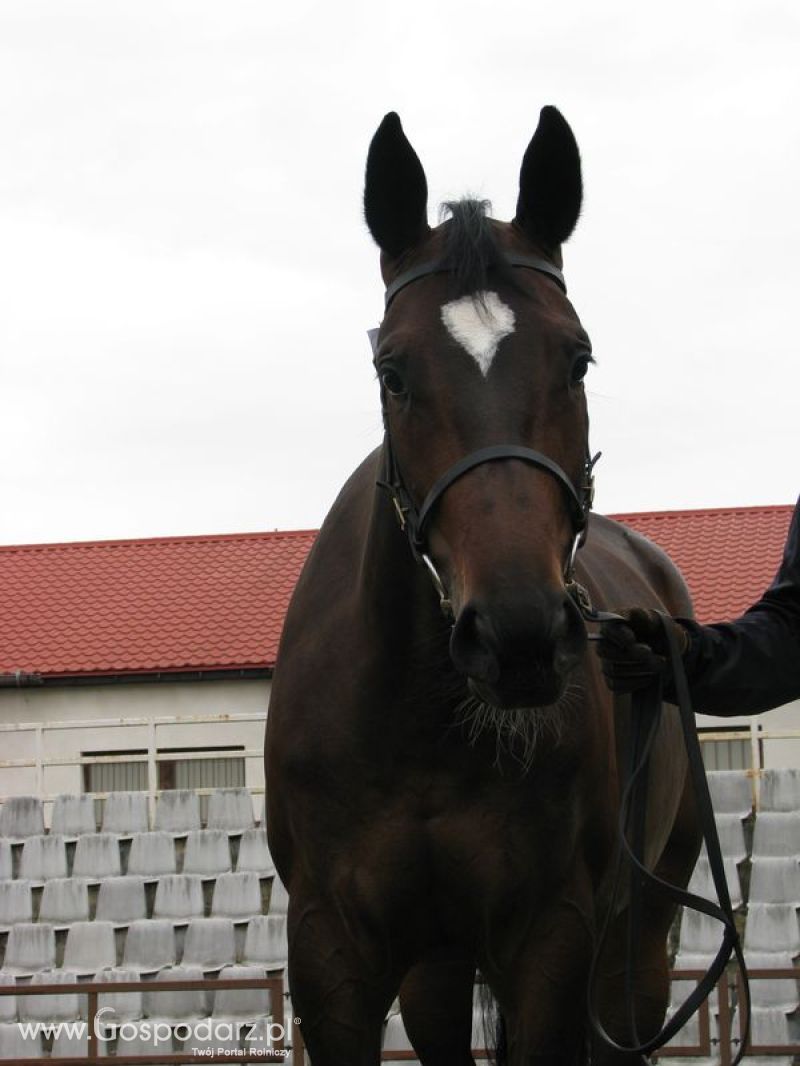 Wystawa Koni Sielinko 2011