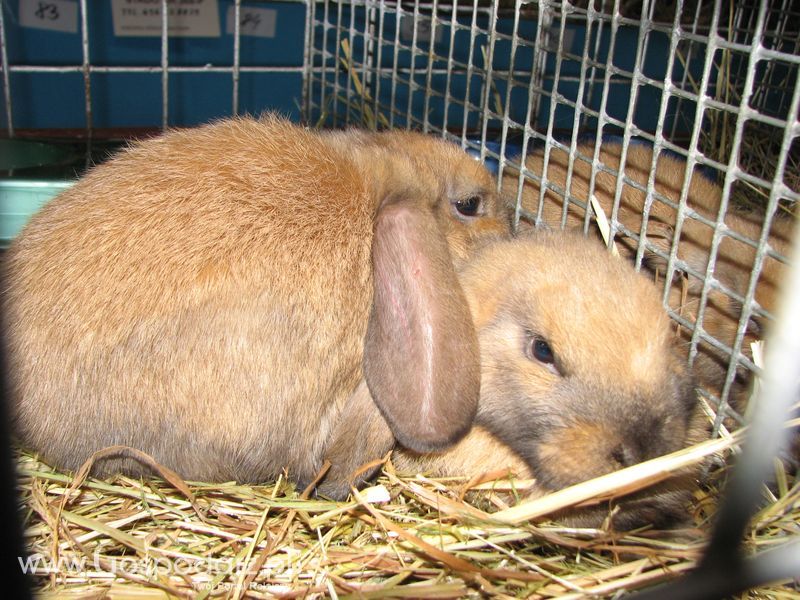 Króliki, nutrie, lisy, norki i inne futerkowe zwierzęta na XXV KWZH