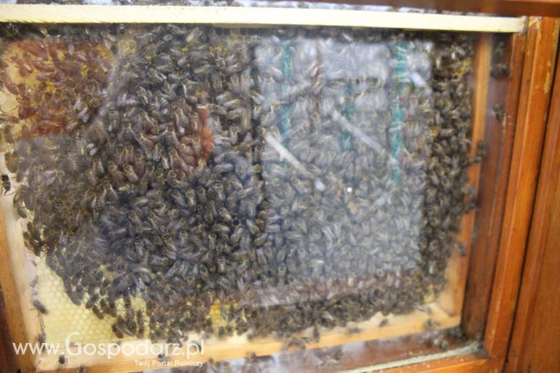 XXV Krajowa Wystawa Zwierząt Hodowlanych Niedziela