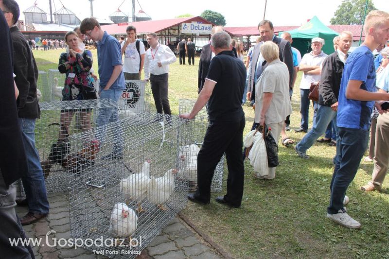 Regionalna Wystawa Zwierząt Hodowlanych i Dni z Doradztwem Rolniczym w Szepietowie-niedziela