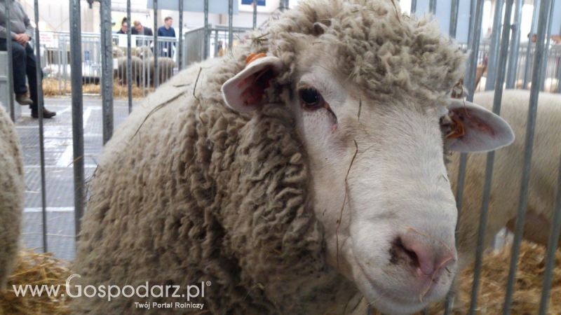 KWZH 2015. Bliskie spotkania ze zwierzętami hodowlanymi