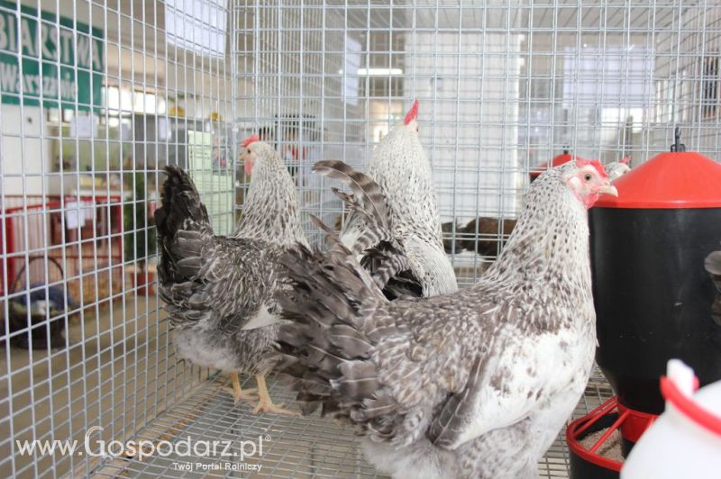 Drób - Szepietowo 2012 XIX Regionalna Wystawa Zwierząt Hodowlanych
