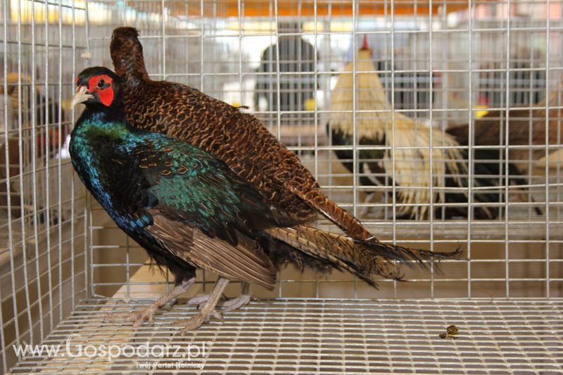 Wielkopolskie Targi Rolnicze „Sielinko 2011”  - Sobota