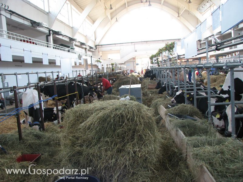 Bydło mleczne na XXV Krajowej Wystawie Zwierząt Hodowlanych