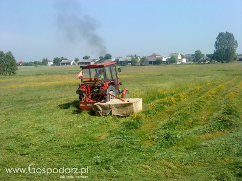 SzajkaUrsus