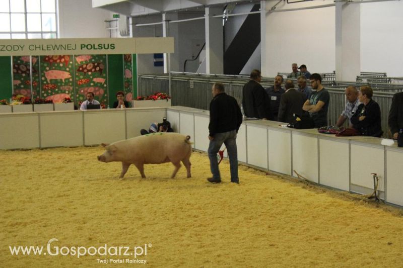 XXVI Krajowa Wystawa Zwierząt Hodowlanych - piątek