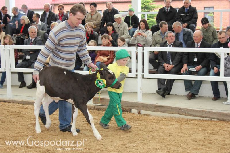 Mali Hodowcy VII Ogólnopolska Wystawa Bydła Hodowlanego w Sielinku 2012