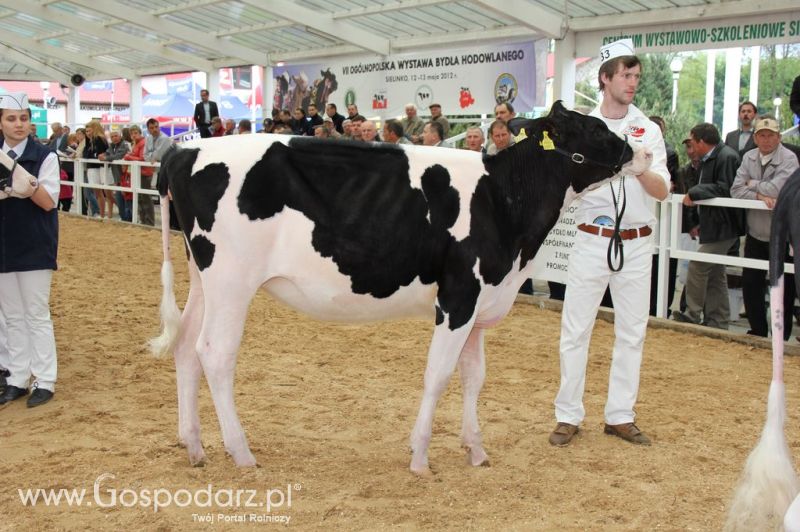 VII Ogólnopolska Wystawa Bydła Hodowlanego - Sielinko 2012