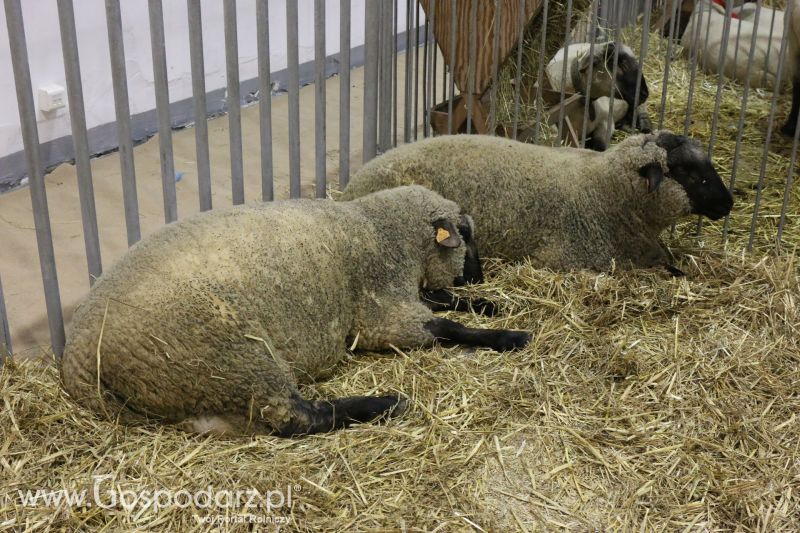 Krajowa Wystawa Zwierząt Hodowlanych w Poznaniu 2017 (niedziela, 7 maja)