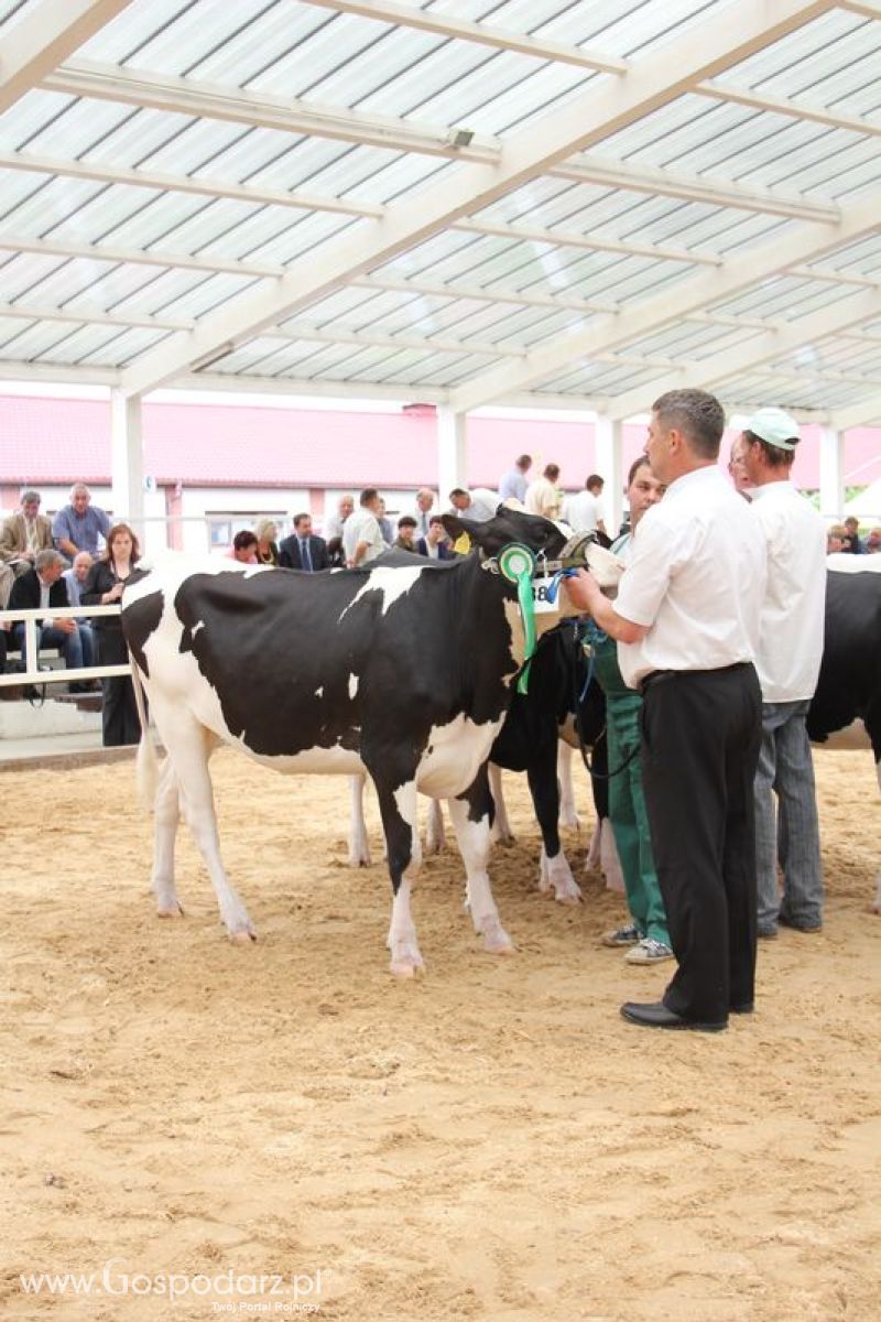 Wystawa bydła Sielinko 2011