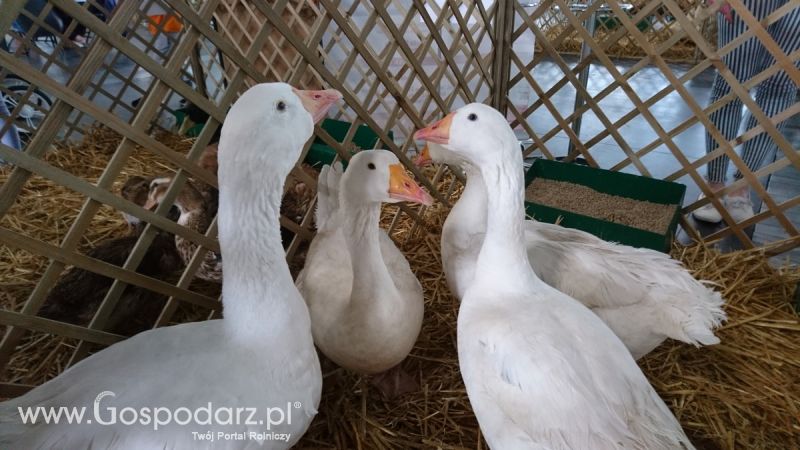 Narodowa Wystawa Zwierząt Hodowlanych 2019