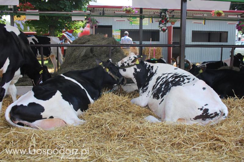 Regionalna Wystawa Zwierząt Hodowlanych i Dni z Doradztwem Rolniczym w Szepietowie-sobota