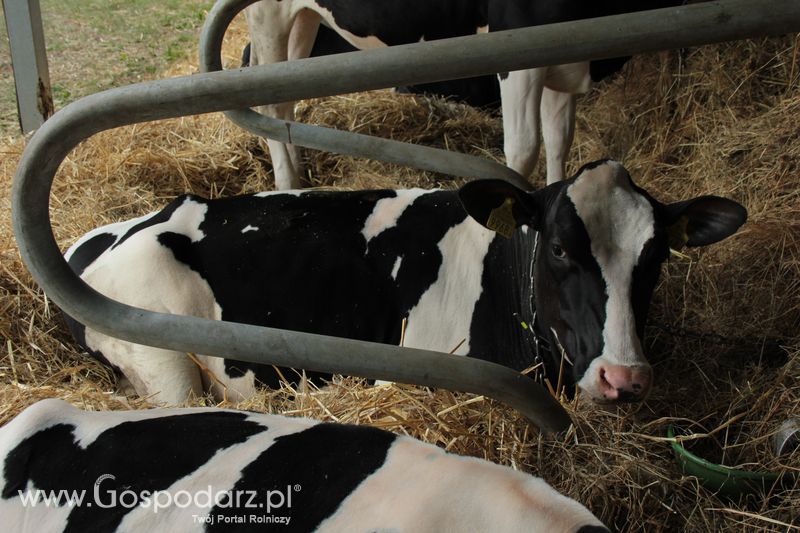  XX Targi Rolnicze Lubniewice