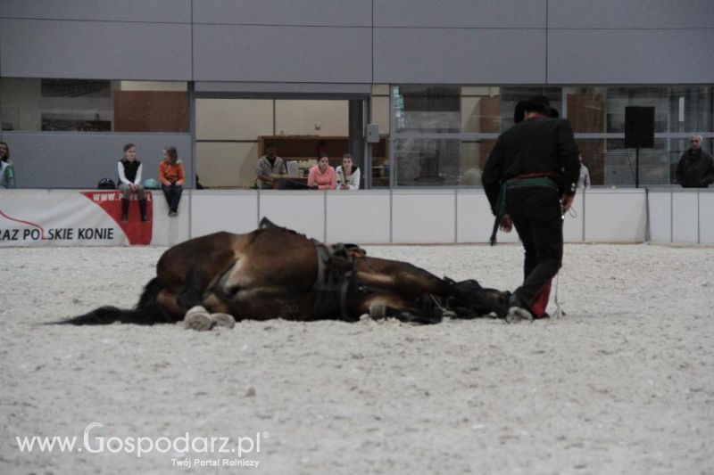 CAVALIADA 2013 w Poznaniu