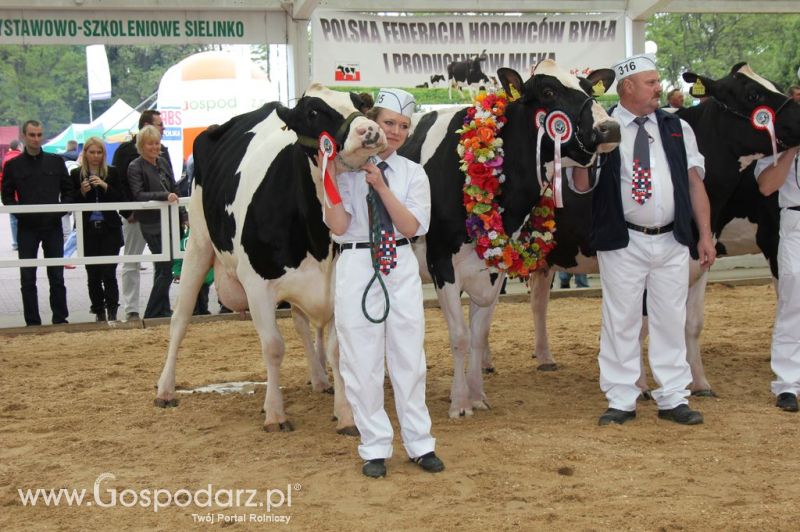 Prezentacja Championów na VII Ogólnopolskiej Wystawie Bydła Hodowlanego w Sielinku 2012